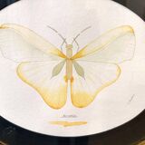 Cadre ovale Papillon