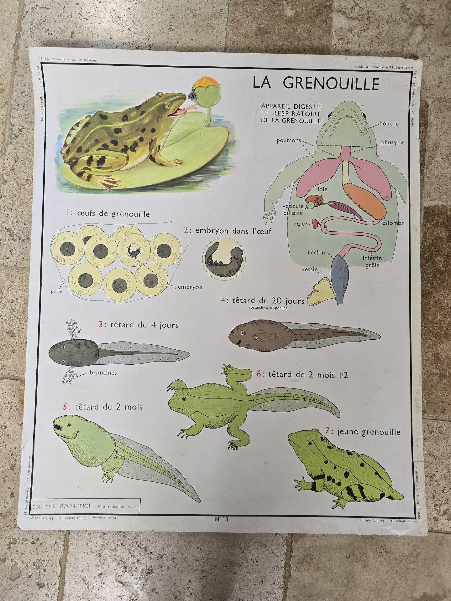Educational poster nightingale