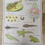 Affiche Pédagogique rossignol