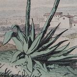 Original zoological plank "the Mulet" Buffon 1840