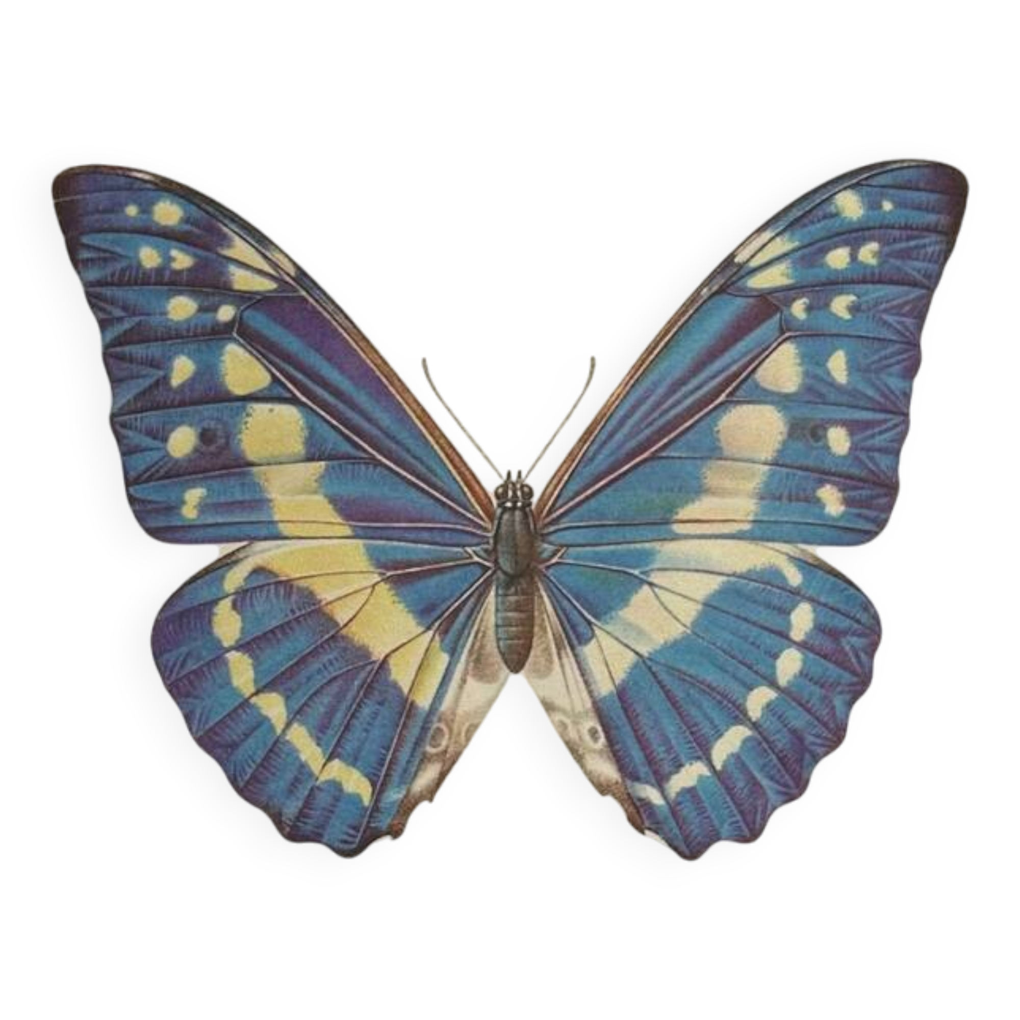 Antique Butterfly Print – Vintage Naturalist Lithograph