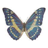 Antique Butterfly Print – Vintage Naturalist Lithograph