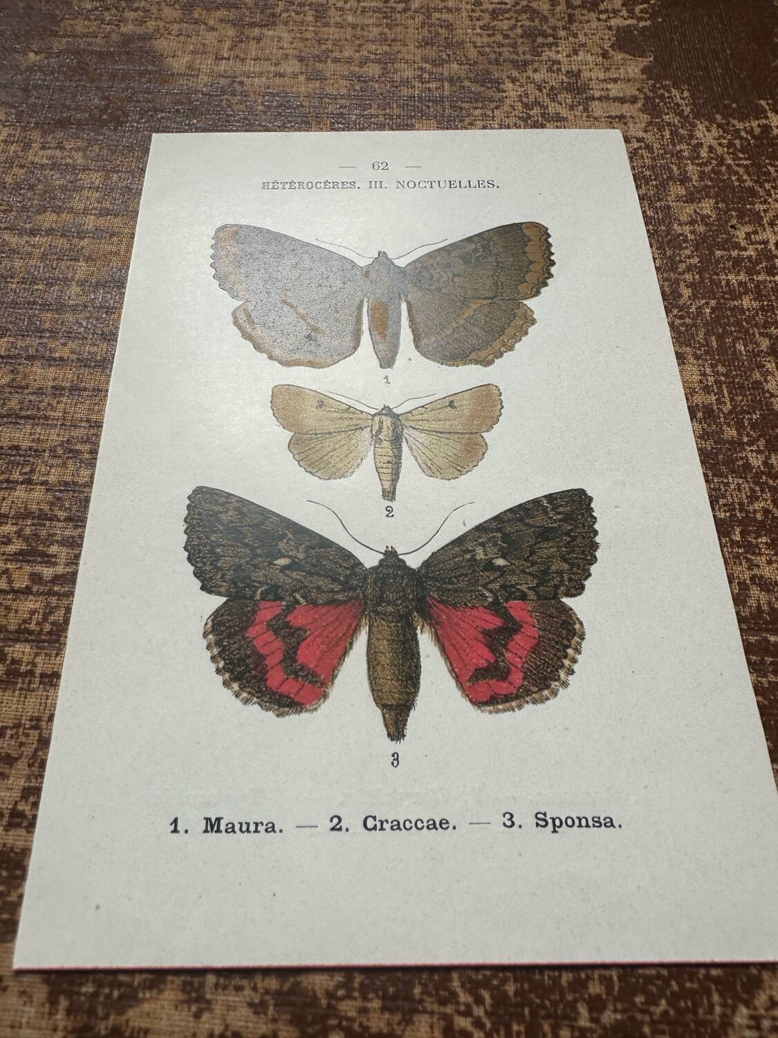 Old botanical board double-sided naturalist butterfly engraving