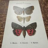 Old botanical board double-sided naturalist butterfly engraving