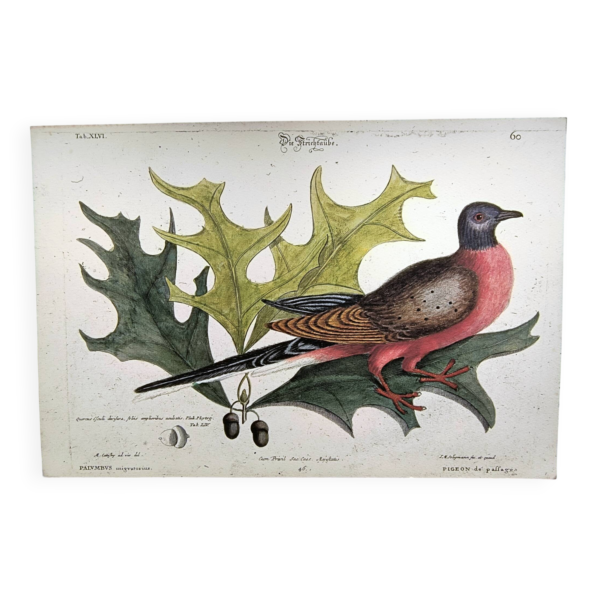 Antique bird plate - Passenger Pigeon - Zoological engraving by Seligmann