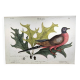 Antique bird plate - Passenger Pigeon - Zoological engraving by Seligmann
