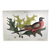 Antique bird plate - Passenger Pigeon - Zoological engraving by Seligmann