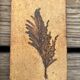 Set of 52 Vallauris herbarium tiles signed Capron