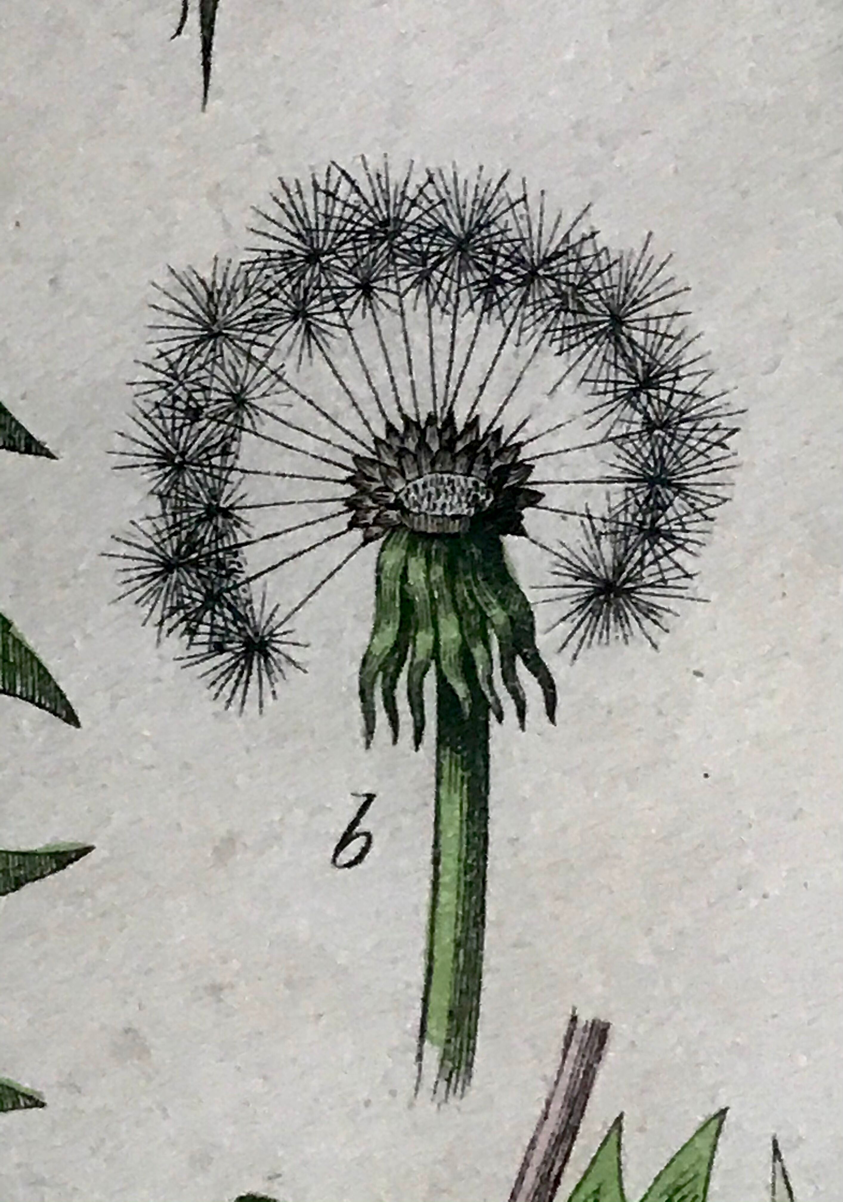 19th 32x42 botanical plank