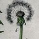 19th 32x42 botanical plank