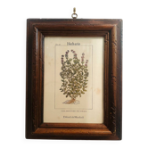 Gravure botanique avec cadre bois ancien