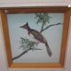 Cadre 2 aquarelles oiseaux " S du Paty de Clam"