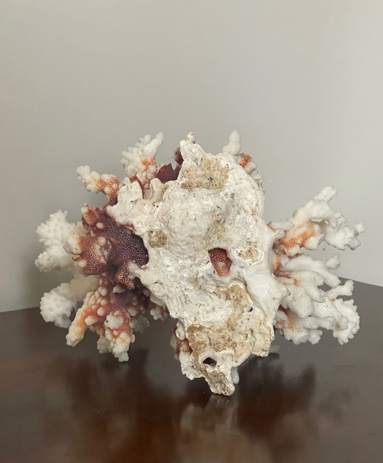 Natural branching coral.