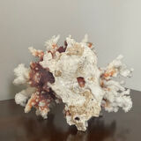 Natural branching coral.