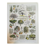 Lithographie sur les arbres fruitiers de 1928 "verger"