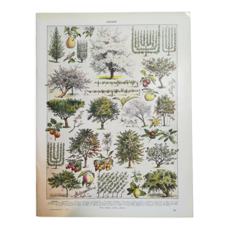 Lithograph on fruit trees from 1928 "orchard"