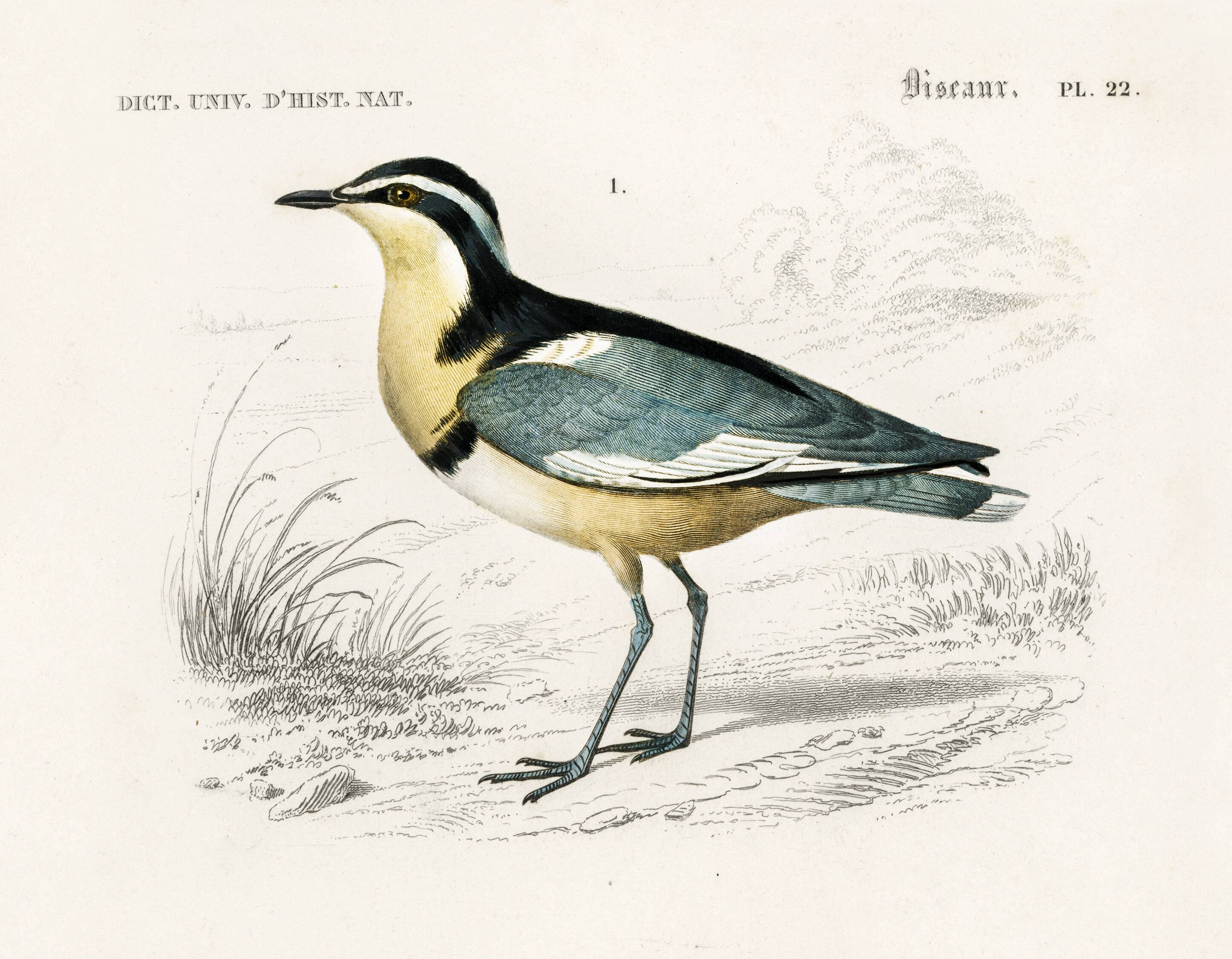 Poster about “the black-headed plover and the European woodcock”