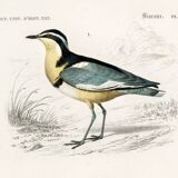 Poster about “the black-headed plover and the European woodcock”