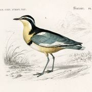 Poster about “the black-headed plover and the European woodcock”