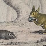 Original zoological board "rat - squirrel - field mouse - mouse" buffon 1838