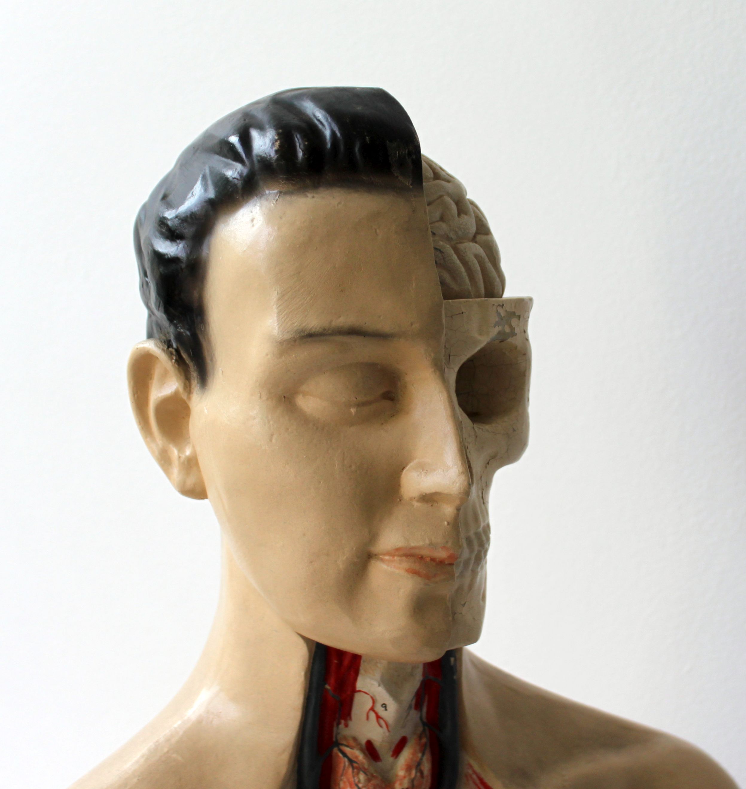 Vintage anatomical model, by Phywe, 50's.