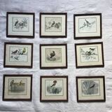 9 old ornithological engravings