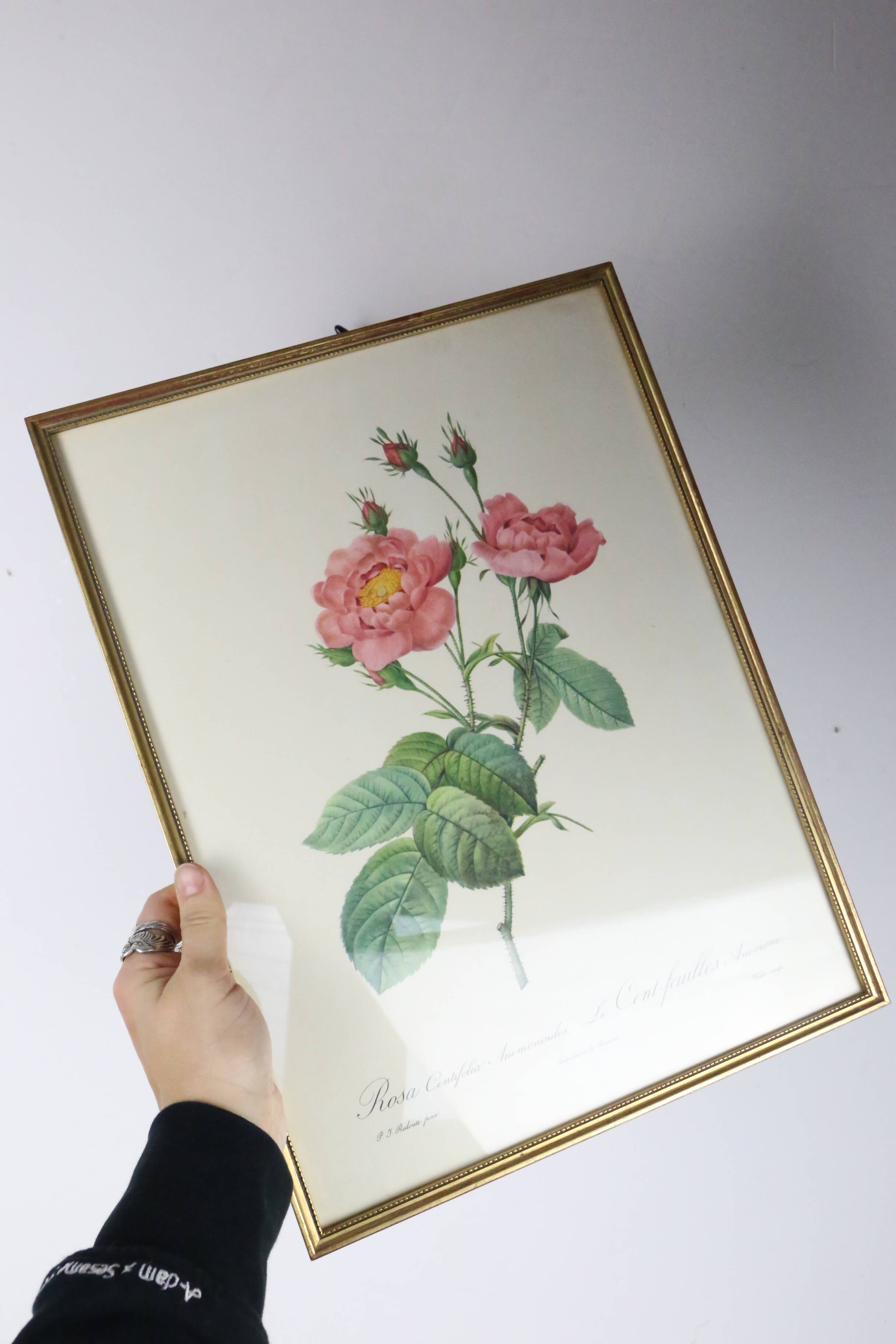 Great Redouté Lithograph