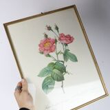 Great Redouté Lithograph