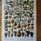 Original lithograph on fruits