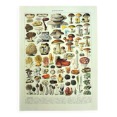 Old engraving from 1928 - Mushrooms II by A. Millot - Lithograph