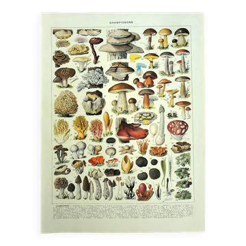 Gravure ancienne de 1928 - Champignons II  par A. Millot - Lithographie