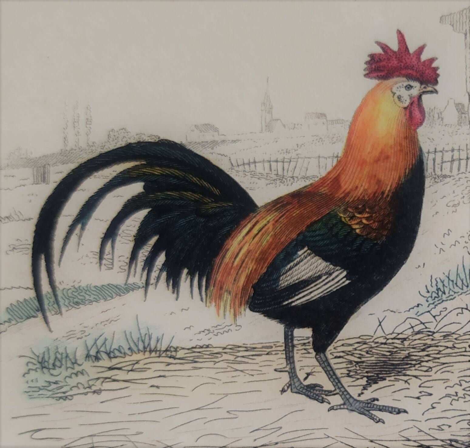 Ornithological Plate, Buffon 1838 "Rooster, Hen, Turkey, Guinea Fowl"