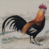 Ornithological Plate, Buffon 1838 "Rooster, Hen, Turkey, Guinea Fowl"