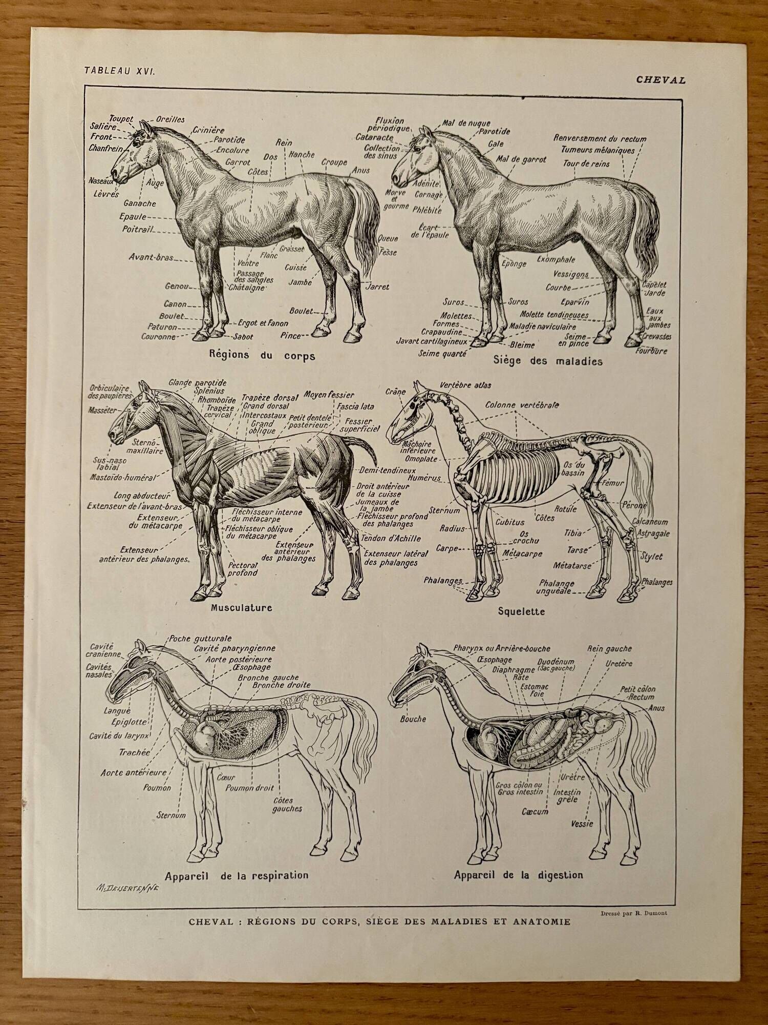 Lithograph on the anatomy of the horse - 1920