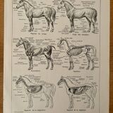 Lithograph on the anatomy of the horse - 1920