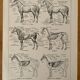 Lithograph on the anatomy of the horse - 1920