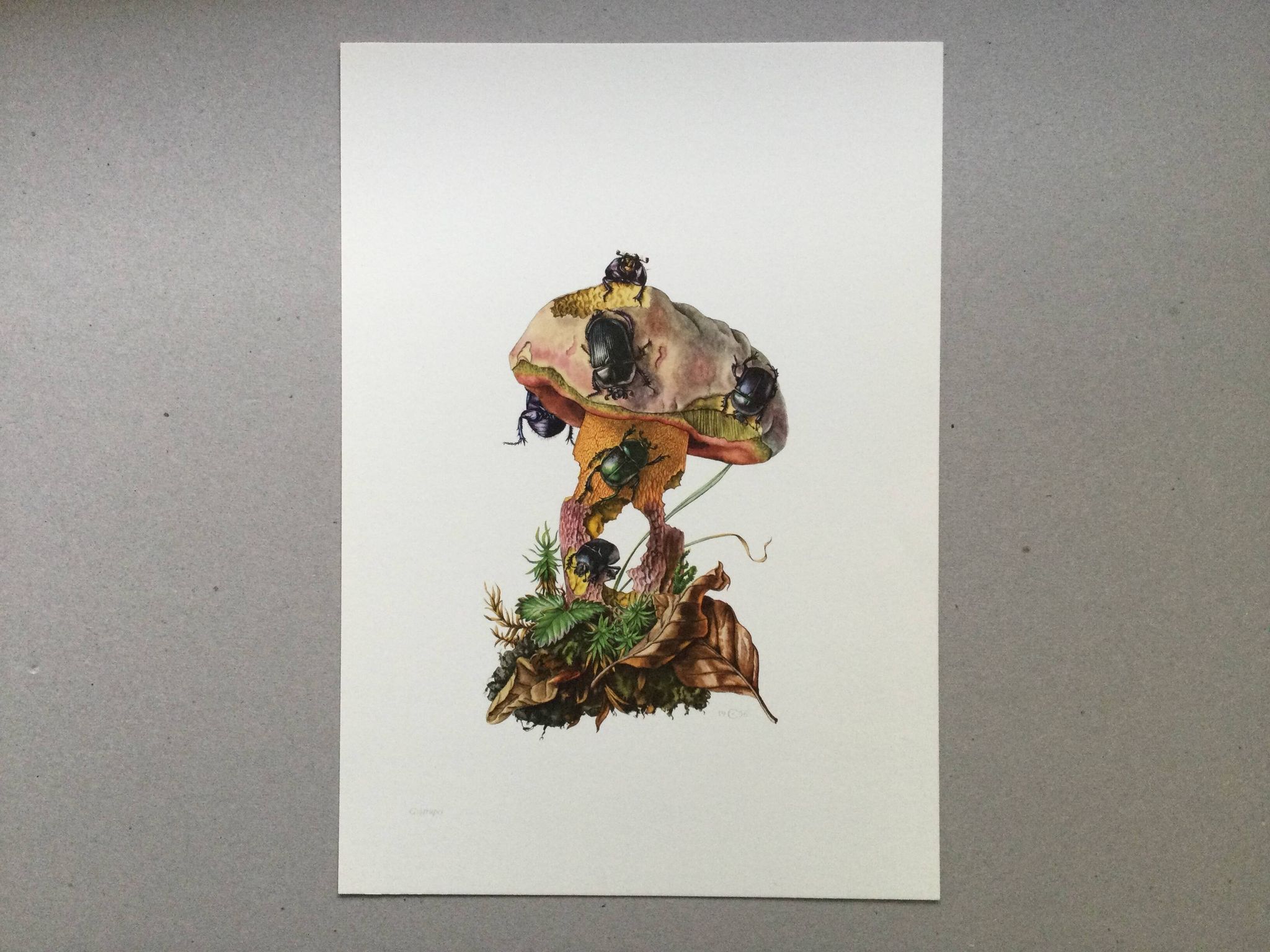 Impression vintage Insectes, Illustration ancienne année 60