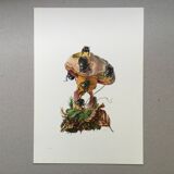 Vintage Insect Print, Old Illustration from the 60s