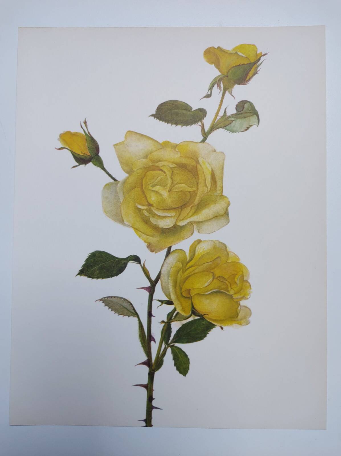 Vintage Botanical Print from 1968 - Golden Rapture - Rose Floral Illustration