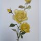 Vintage Botanical Print from 1968 - Golden Rapture - Rose Floral Illustration