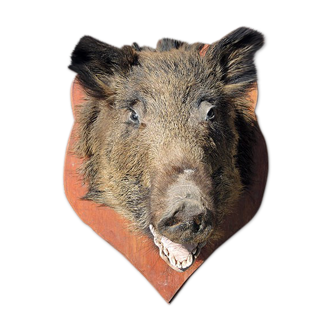 Former hunting trophy: naturalized boar head / stuffed / taxidermy