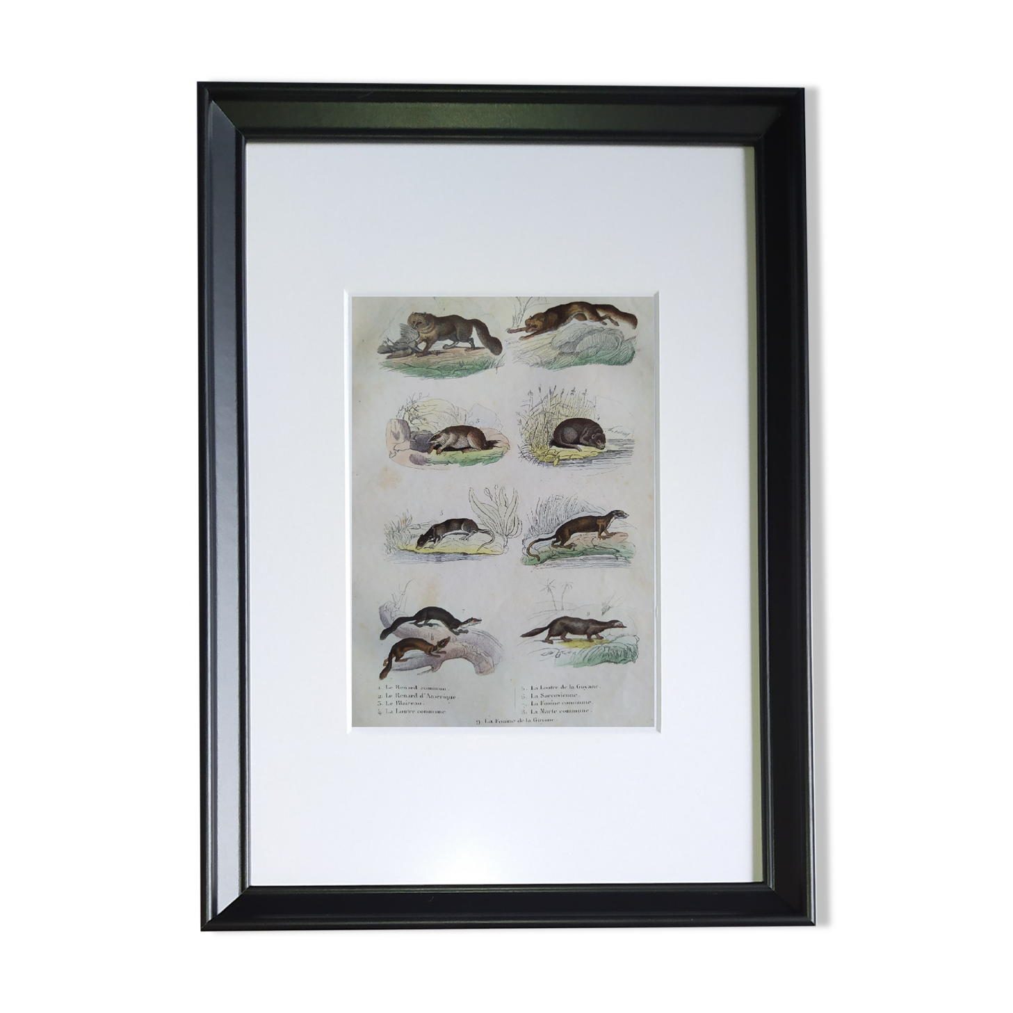 Original zoological plate "common fox & American fox, badger,... - Buffon 1838