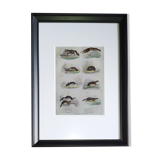 Original zoological plate " common & american fox, badger,... - buffon 1838