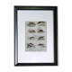 Original zoological plate "common fox & American fox, badger,... - Buffon 1838