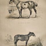 Original zoological frame engraving of 1839 " tait's horse,.... "