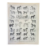 Old engraving 1898, Horses, breed, anatomy, race • Lithograph, Original plate
