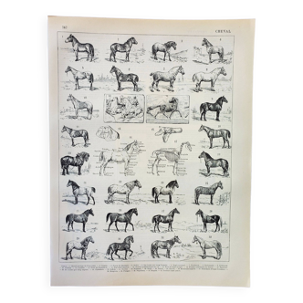 Gravure ancienne 1898, Chevaux , race, anatomie, course • Lithographie, Planche originale