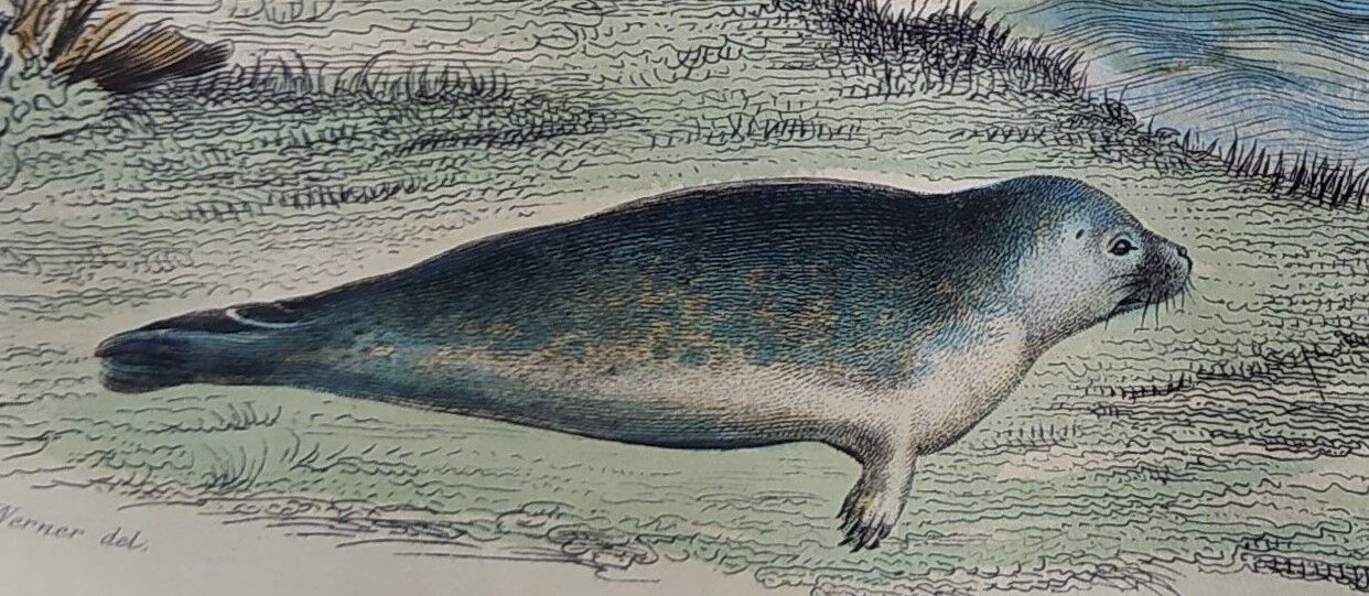 Original zoological plank "Common Seal - Morse" Buffon 1838