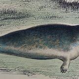 Original zoological plank "Common Seal - Morse" Buffon 1838