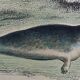 Planche zoologique originale " Phoque Commun & Morse " Buffon 1838